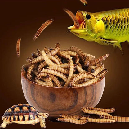ZooMenu 10kg (5+5) Hermetia - Schwarze Soldatenfliegenlarven getrocknetes Naturfutter für Vögel, Reptilien und Teichfische