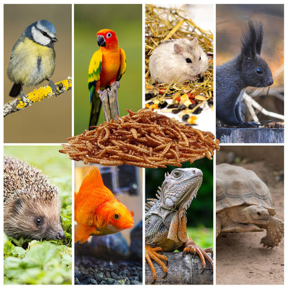 EWL Naturprodukte Mehlwürmer getrocknet Insektensnack 5kg