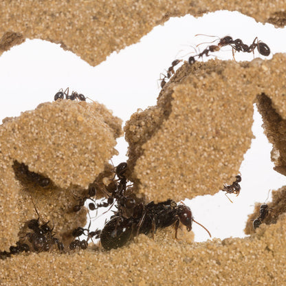 AntHouse Ameisenfarm aus Sand, T Acryl Set Big, 25x20x1,5 cm