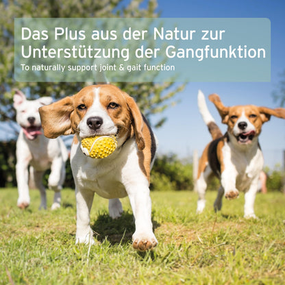 AniForte Grünlippmuschelpulver Hund 500g – Vollfettqualität