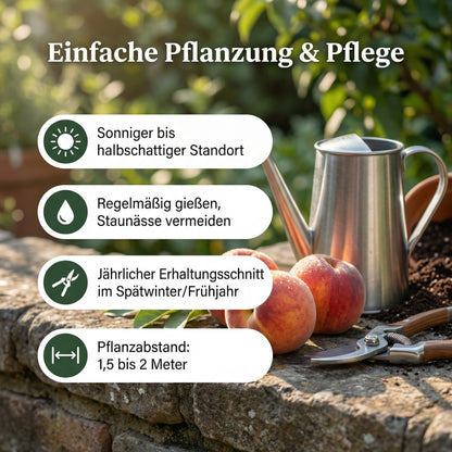 pille baumschulen Pfirsichbaum Kernechter vom Vorgebirge 80-120 cm