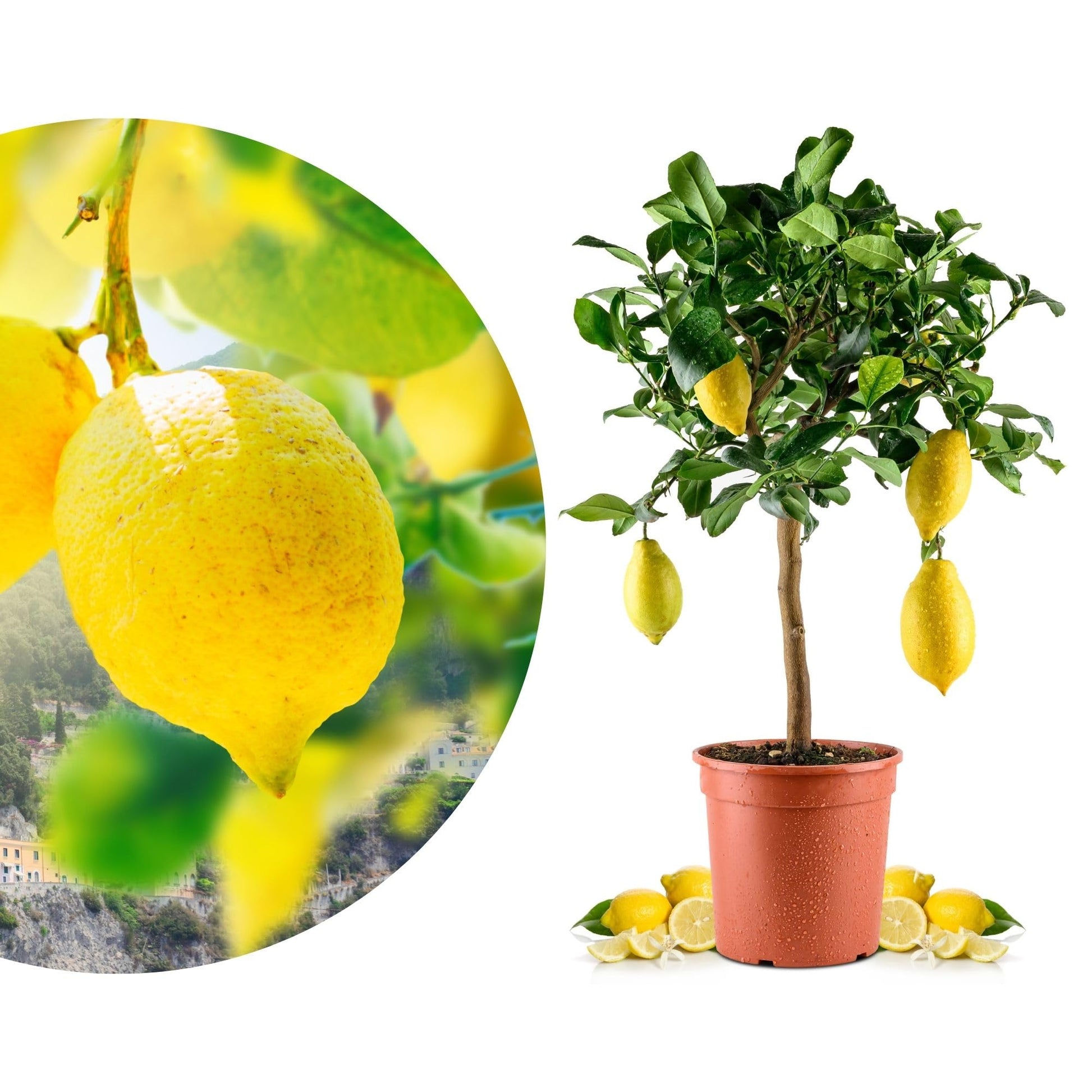 Meine Orangerie Amalfi Zitronenbaum Mezzo, veredelt, Topf Ø 20 cm – Zitruspflanze im Kulturtopf