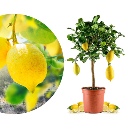 Meine Orangerie Amalfi Zitronenbaum Mezzo, veredelt, Topf Ø 20 cm – Zitruspflanze im Kulturtopf