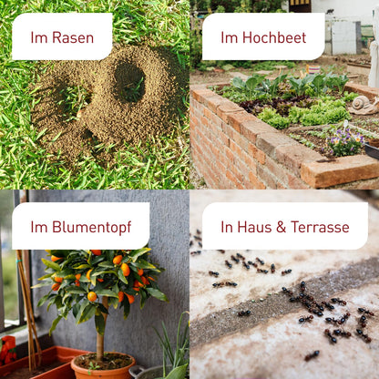 Plantura SF-Nematoden: Biologische Ameisenbekämpfung – 100 Mio