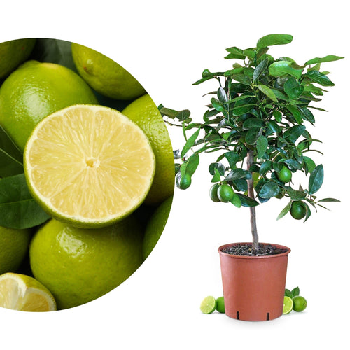 Meine Orangerie Limettenbaum Citrus latifolia – Persische Limette, fruchtreife Zitruspflanze