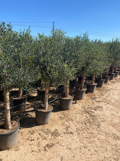 Sunny Tree Olivenbaum Olea europaea 'Lechín', winterhart, ca. 160 cm