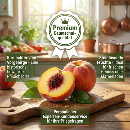 pille baumschulen Pfirsichbaum Kernechter vom Vorgebirge 80-120 cm