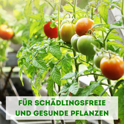 Futeco® Raubmilben MIX Nützlinge – Spinnmilben & Thripse, 60 Tüten
