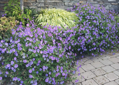 Stauden Gänge Geranium 'Rozanne', Storchschnabel, 10 x 1 Liter