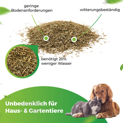 Greenyp Sunny I dürreresistenter Trockenrasen Samen 20kg