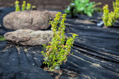 Aquagart Garten Unkrautvlies 150m² - 150g/m² mit Erdankern