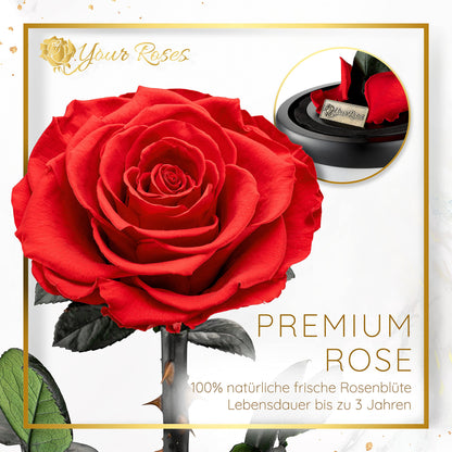 YourRoses® Echte Premium Rose im Glas mit Geschenkbox