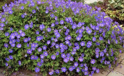 Stauden Gänge Geranium 'Rozanne', Storchschnabel, 10 x 1 Liter