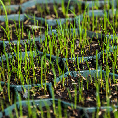 Kunststoff Rasengitterplatten grün 50x50x4cm – 20 Stk.