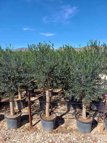 Sunny Tree Olivenbaum Olea europaea 'Lechín', winterhart, ca. 160 cm