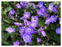 Stauden Gänge Geranium 'Rozanne', Storchschnabel, 10 x 1 Liter – violett-blaue Blüten, winterharte Staude