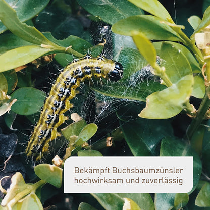 Plantura Zünslerfrei XenTari Raupenfrei gegen Buchsbaumzünsler, 64 g