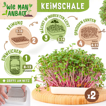 zengreens Bio Sprossen Anzuchtset mit Sprossenglas und Bio-Samen