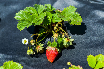 Aquagart Unkrautvlies schwarz 190g – 50m x 1m Gartenvlies