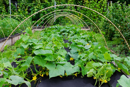 Aquagart Unkrautvlies Gartenvlies - PES 150g schwarz 1,5m x 60m